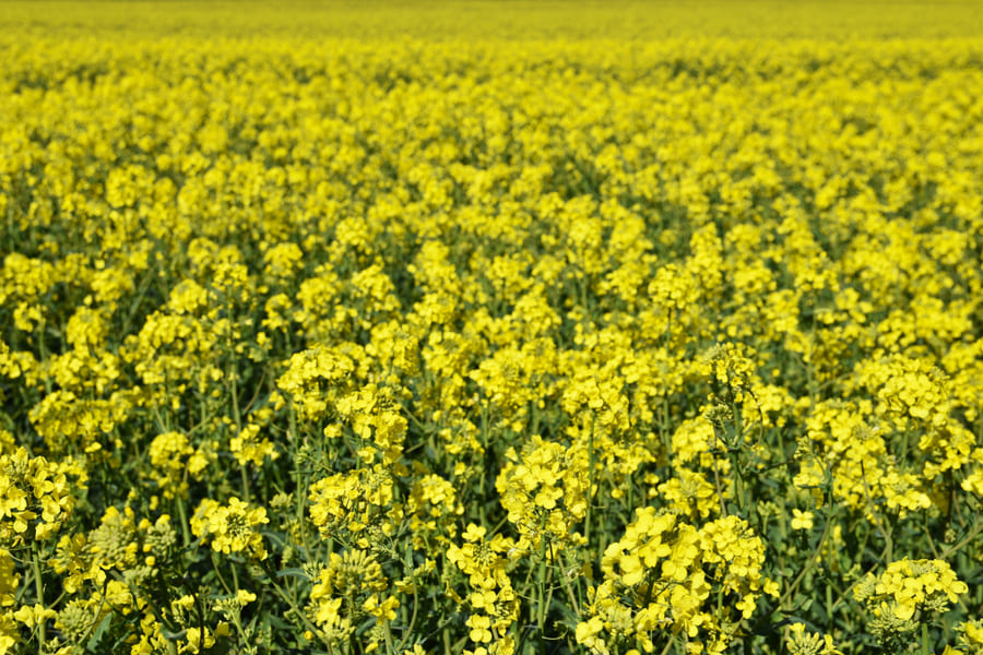 Rapeseeds